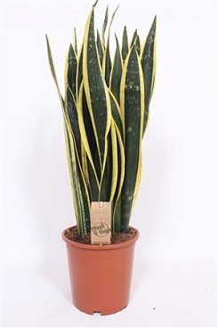 Sansevieria Black Gold