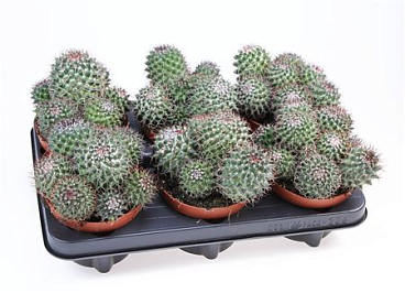 Cactus Mammillaria Hildagensis