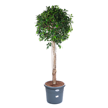 Фикус бенжамина Нитида штамб