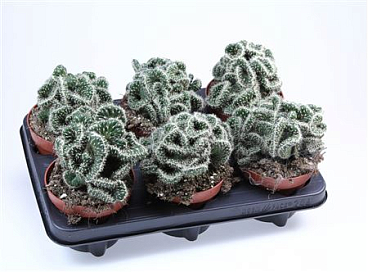 Opuntia Cylindrica