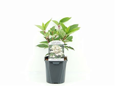 Hydrangea Pan Wims Red