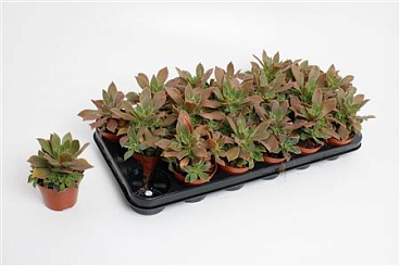 Aeonium Green