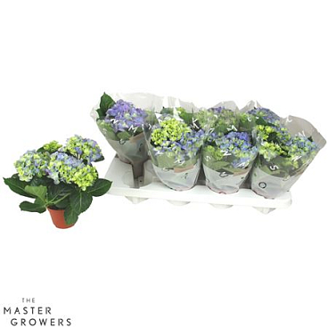 Hydrangea Ma Blue 3+