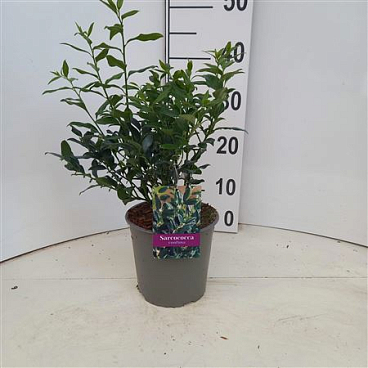 Sarcococca Confusa