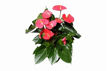 Anth An Arisa Pink 6+