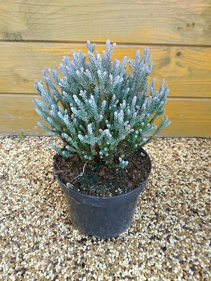 Кипарисовик туевидный Блю Рок