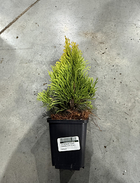 Туя западная Голден Смарагд