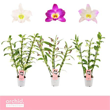 Dendr Nob 3st Mix Orchid Collection