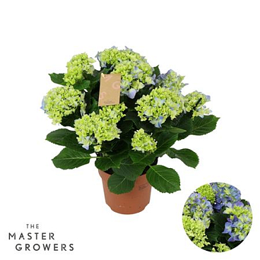 Hydrangea Ma Blue 7+