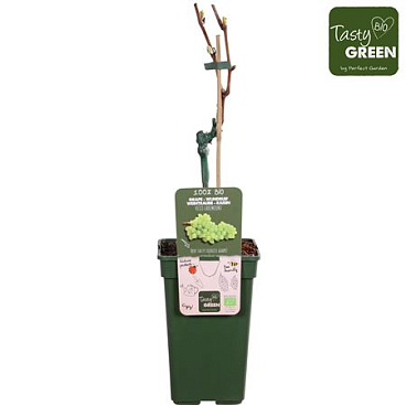 Vitis Vin Lakemount (grafted) Bio