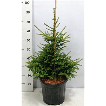 Picea Or Aureospicata