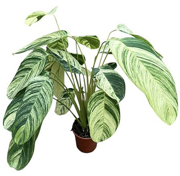 Stromanthe Rolandicus