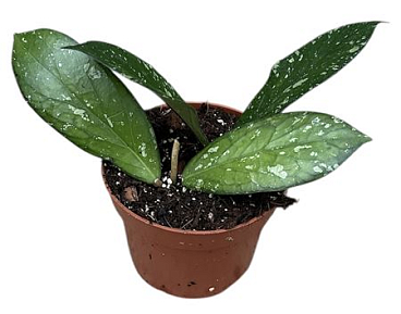 Hoya Sp Aceh Clone