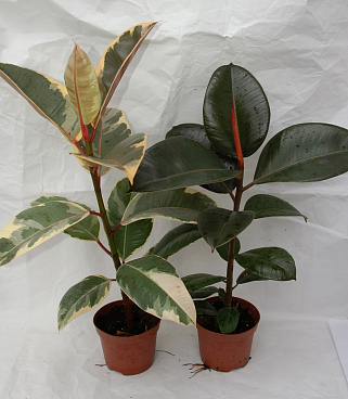 Фикус эластика Микс