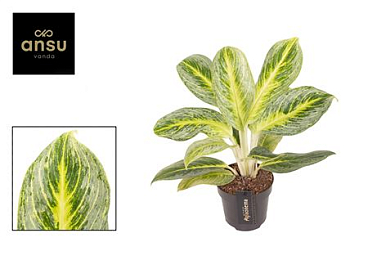 Aglaonema Bitter Lemon