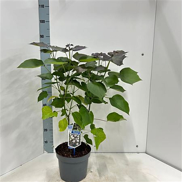Catalpa Erubescens Purpurea