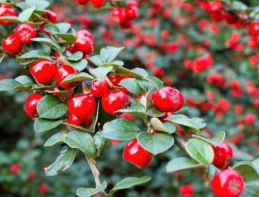 Кизильник шведский Корал Бьюти