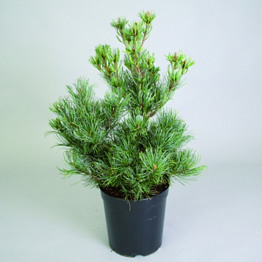 Сосна мелкоцветковая Глаука