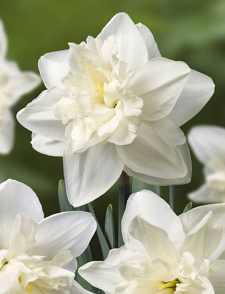 Нарцисс махровый Андроклесс