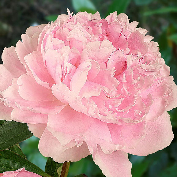 Пион травянистый Сара Бернард в тубе