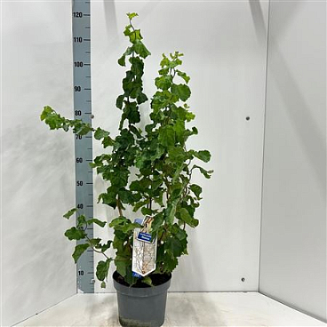 Corylus Avellana Medusa