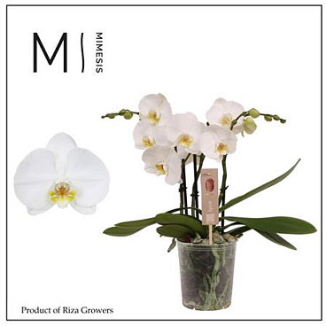 Phal 3st Spirit White 20+ (mimesis)