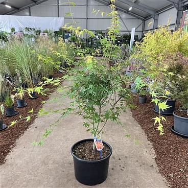 Acer Palm Katsura