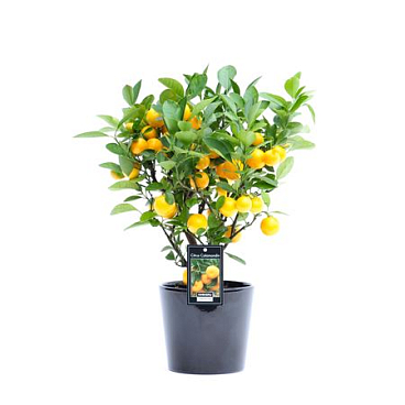 Citrus Calamondin In Ceramic Black Roma