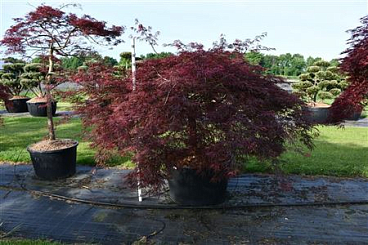 Acer Palm Crimson Queen