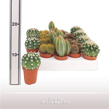 Cactus Mix Round Tray
