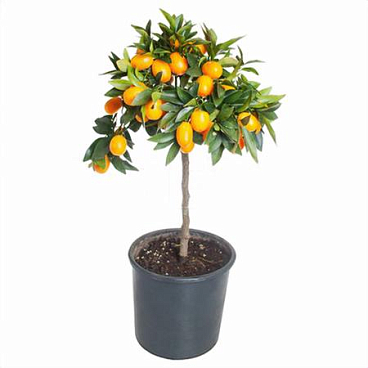 Цитрофортунелла Кумкват штамбовая