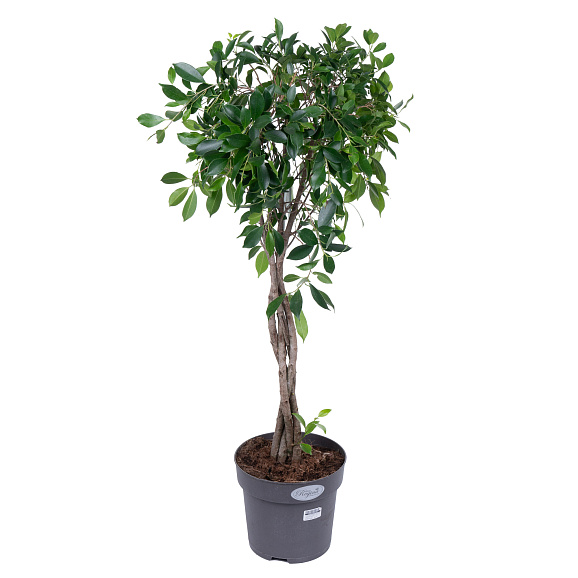 Фикус бенжамина Нитида переплетенный