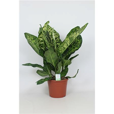 Dieffenbachia Crown
