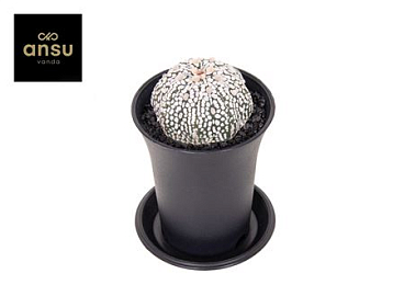 Astrophytum Asterias Super Kabuto