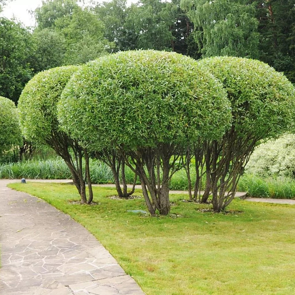 Ива ломкая Буллата в тубе