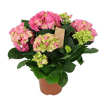 Hydrangea Ma Pink 5+