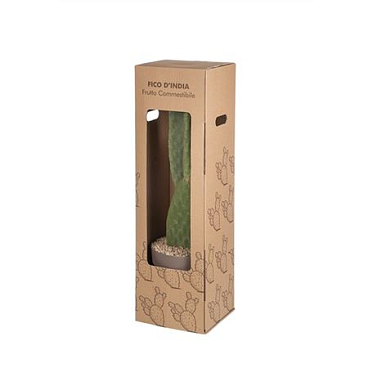 Opuntia Ficus Indica In Box