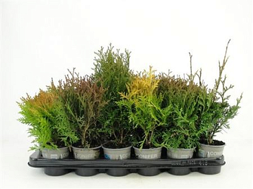 Thuja Mix