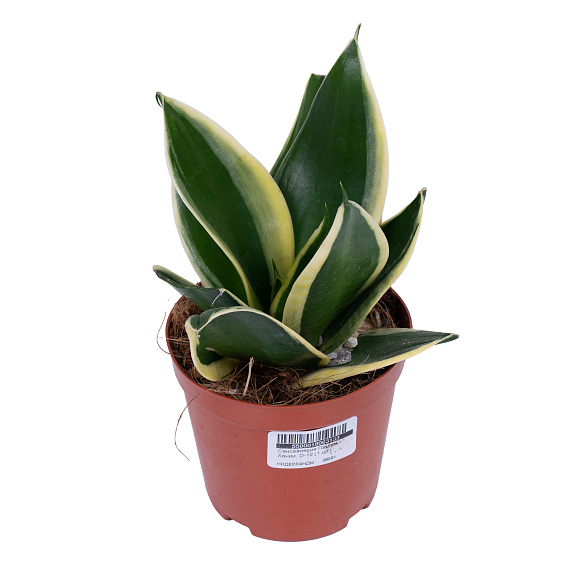 Сансевиерия Голден Хании