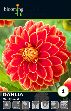 Георгина декоративная Мистер Оптимист