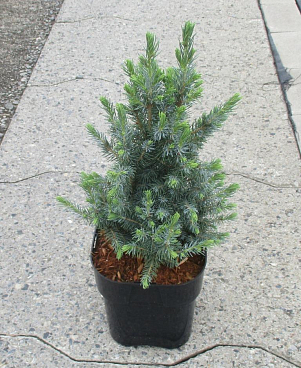 Ель канадская Сандерс Блю