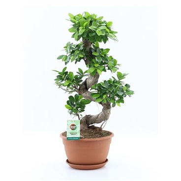 Ficus Ginseng S-type
