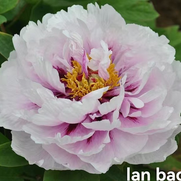 Пион древовидный Синий Сапфир (в тубе)