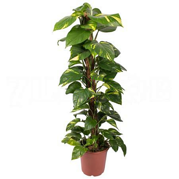 Эпипремнум моссток