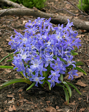 Хионодокса люцилии