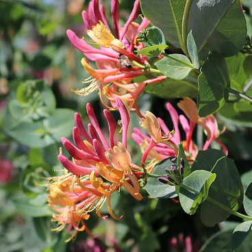 Жимолость гекротта в тубе