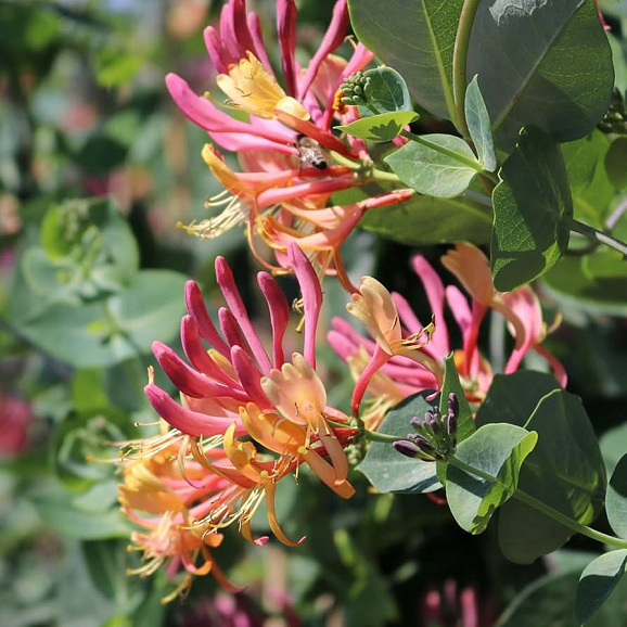 Жимолость гекротта в тубе