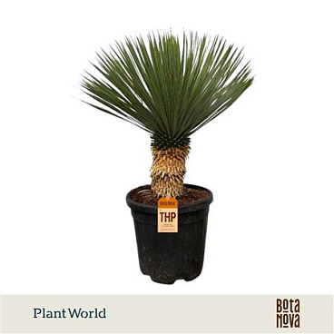 Yucca Rostrata P30 80 Cm
