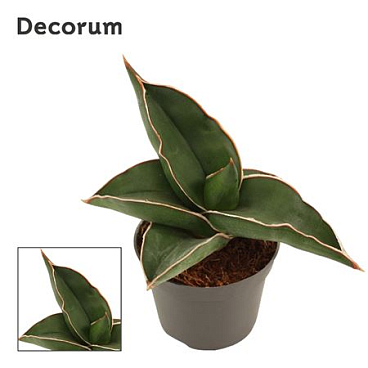 Sansevieria Samurai (dec)