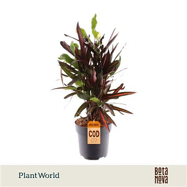 Croton Mammi Branched